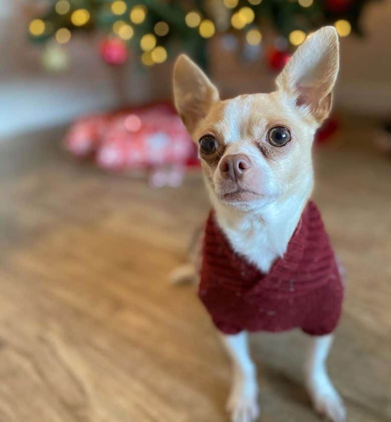 Deer head Chihuahua wearing Christmas outfit