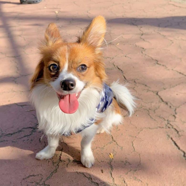 A Chihuahua Papillon mix sitting and smiling