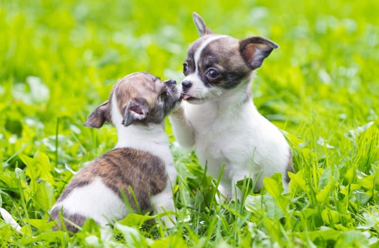 Chihuahua Lifespan The Dog That Will Grow Up With Your Kids K9 Web