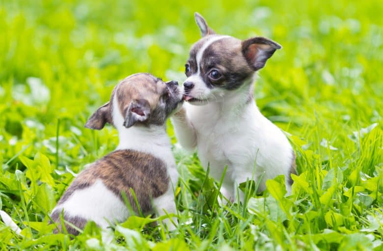 Active Chihuahua puppies playing on the grass
