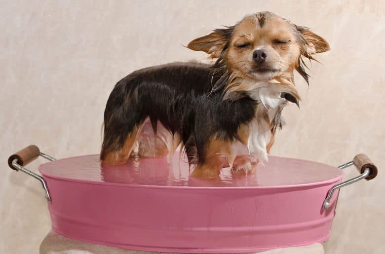 Chihuahua taking a bath