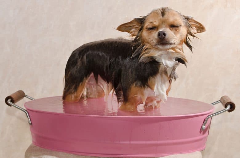 Chihuahua taking a bath