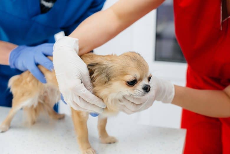 Sick Chihuahua undergoing examination and treatment