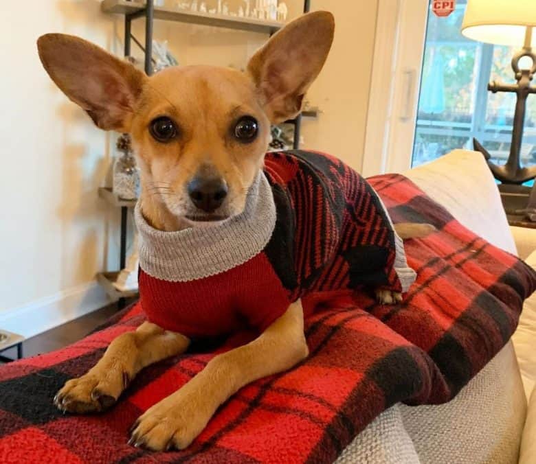 Chihuahua wearing Christmas outfit