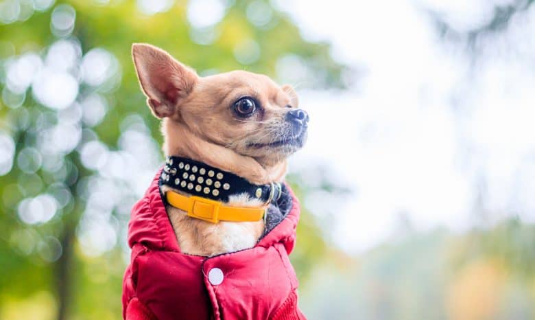 Chihuahua wearing red coat