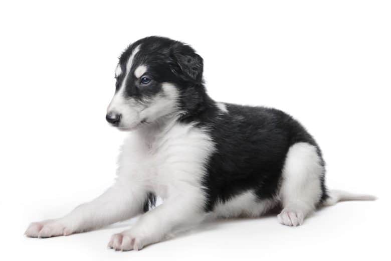 A black and white Borzoi puppy sitting