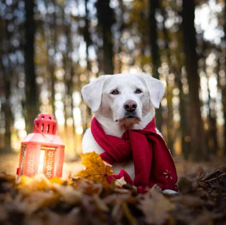 A chilling Kuvasz wearing a red scarf
