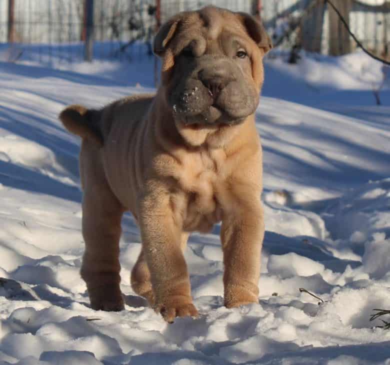 Chinese Shar Pei standing on snow