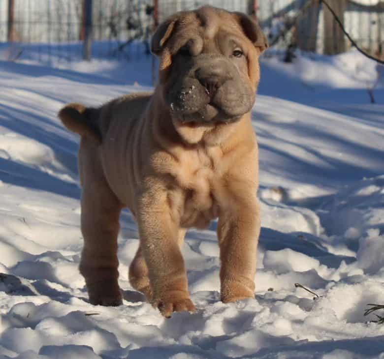 Chinese sales fat dog