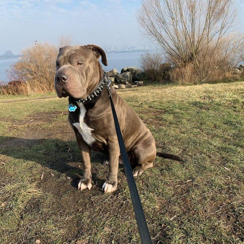 A Chinese Shar Pei Pitbull mix sitting near the bay
