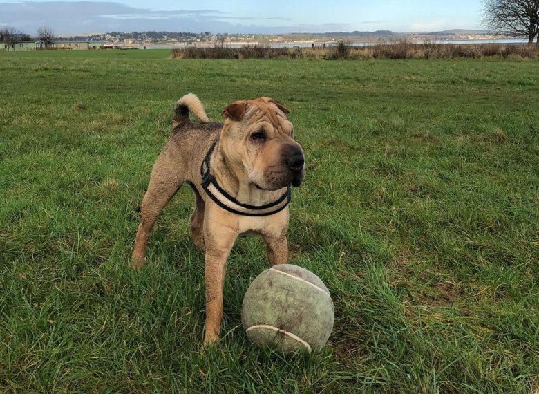 Chinese Shar Pei playing ball at the park
