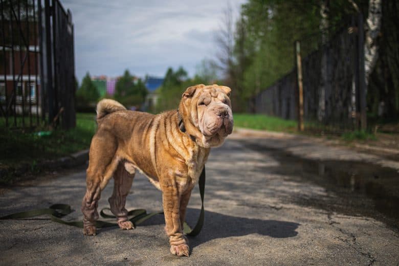 A Shar Pei standing on a walk way