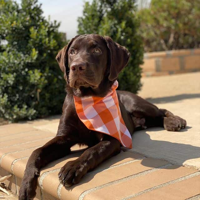 Chocolate Labrador Retriever dog wearing checkered scarf