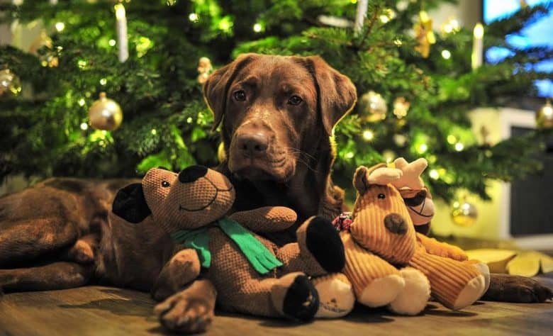 Chocolate Labrador Retriever die bij de kerstboom ligt