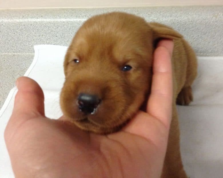 2-week old chocolate Labrador Retriever puppy