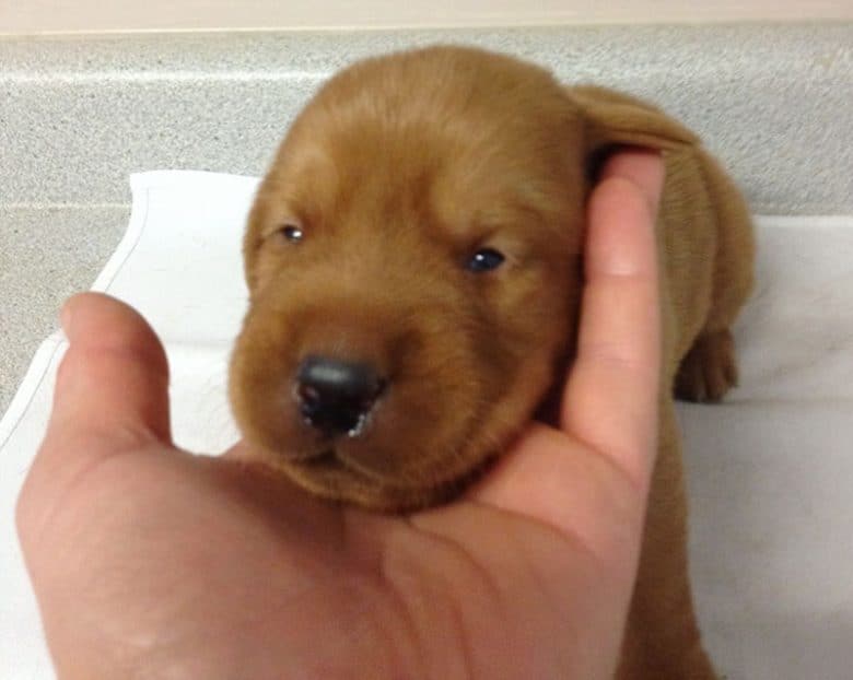 2-týdenní chocolate Labrador Retriever puppy