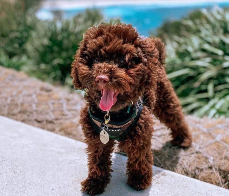 Chocolate Poodle dog posing on the overlooking beach view