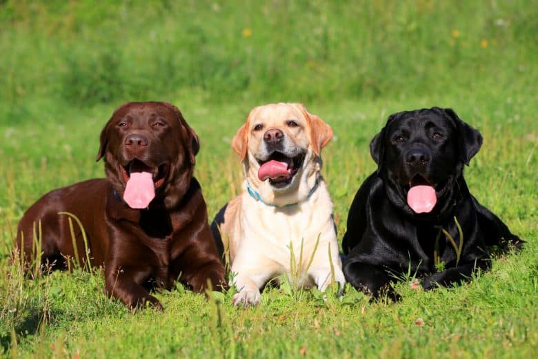 Chocolate, yellow, and black Labrador Retriever dogs sitting on the grass