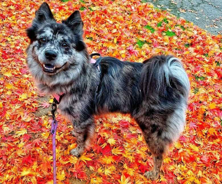 Chow Australian Shepherd mix dog standing on the colorful fallen leaves