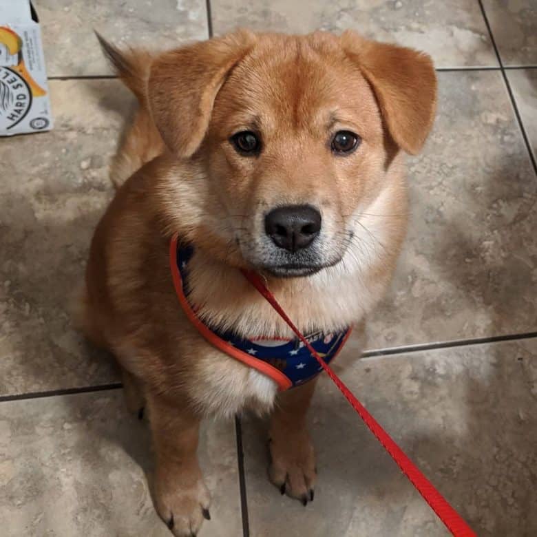 Chow Beagle mix dog portrait