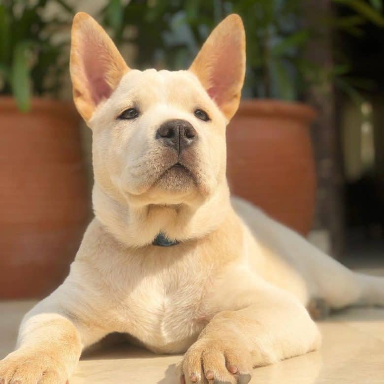 Chow Chow and Pit Bull mix dog