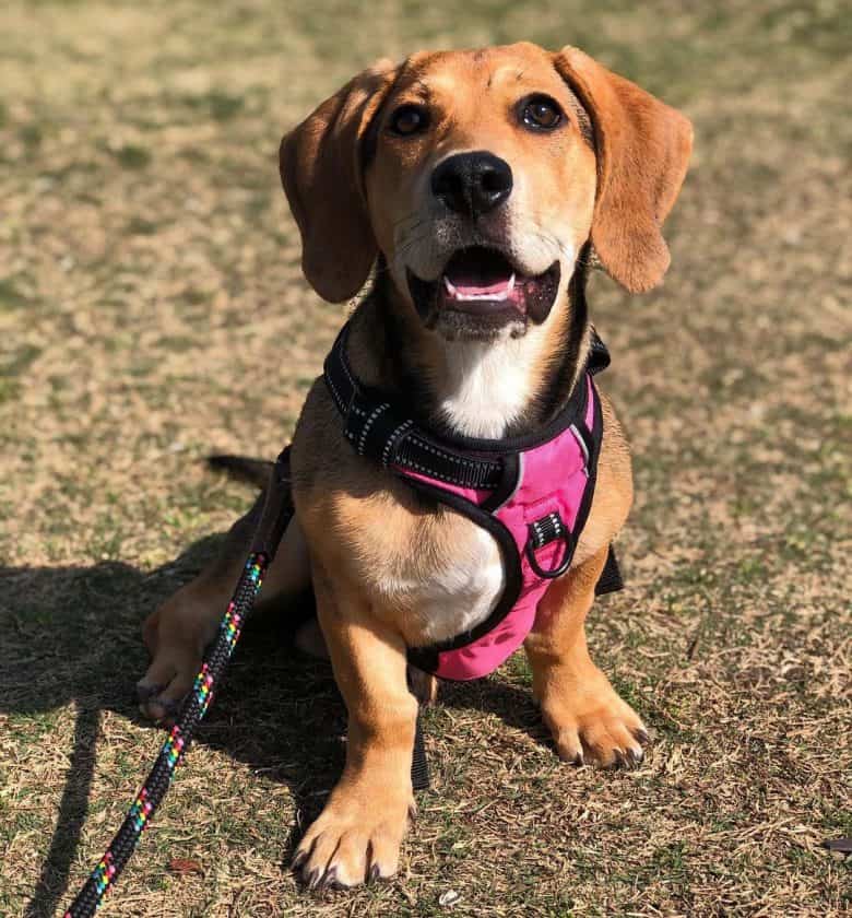 Chow Chow Basset Hound mix dog sitting under the sun