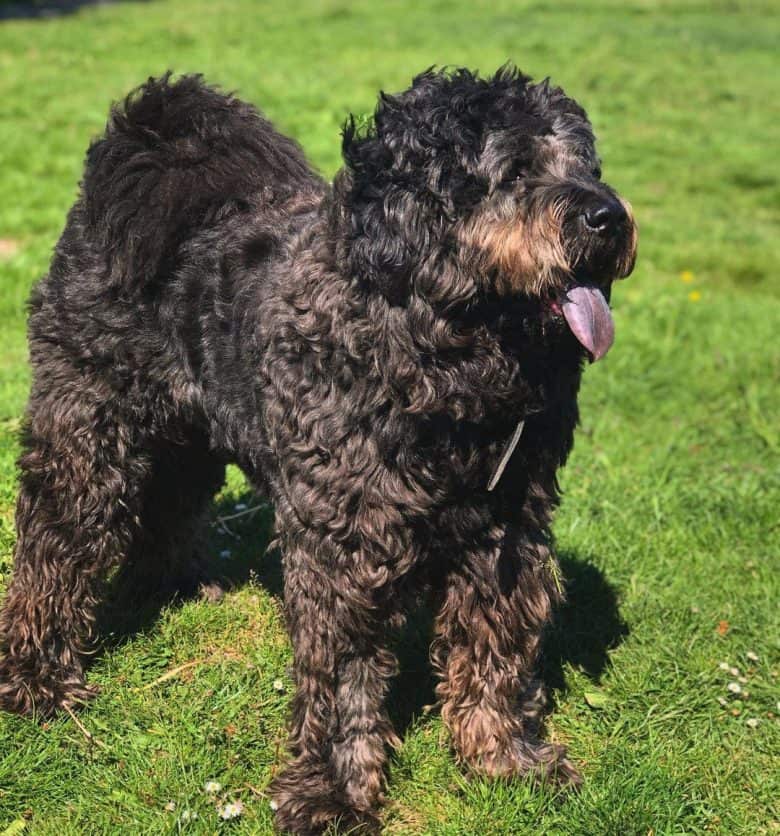 Chow Chow Poodle mix dog standing under the sun