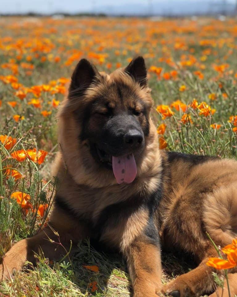 Is the German Shepherd Chow mix the best guard dog? - K9 Web