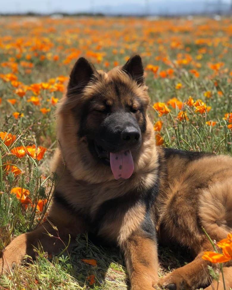 A Chow German Shepherd mix enjoying the sun in a flower field