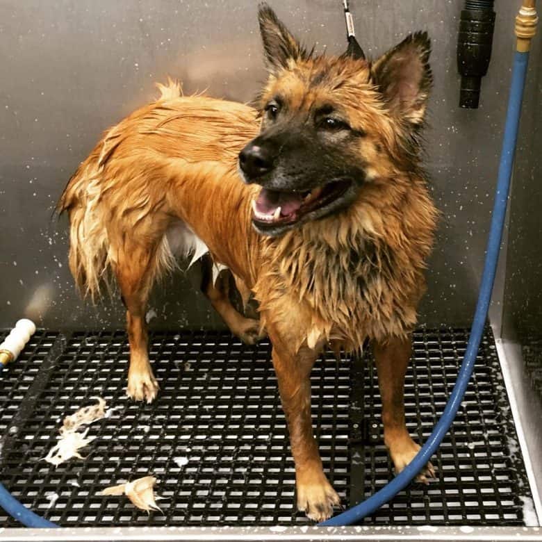 Chow German Shepherd mix grooming