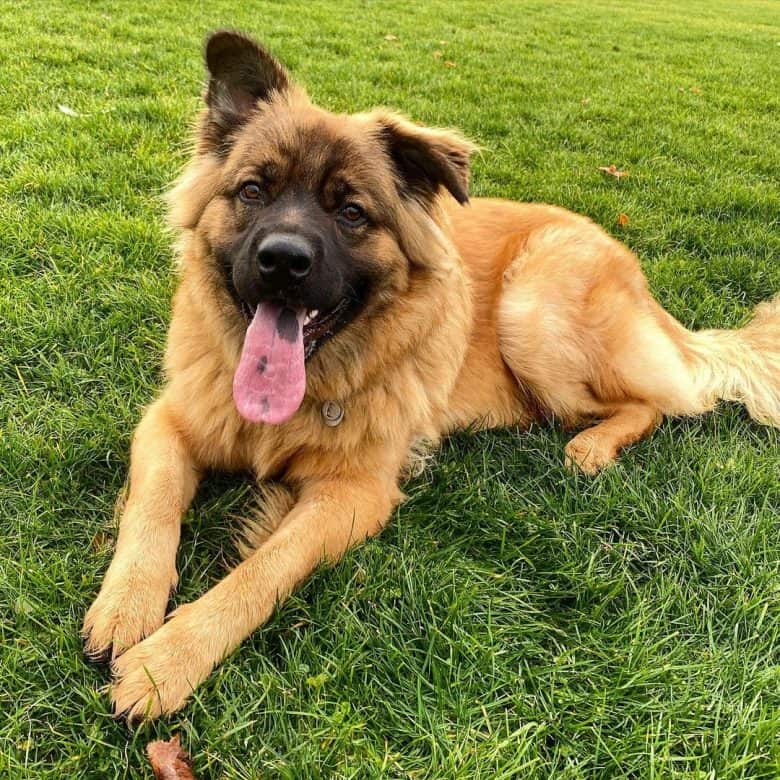 German Shepherd Chow mix laying in the grass looking so chill