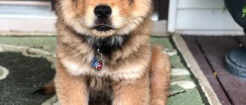 A Chow German Shepherd mix puppy sitting and looking cute