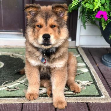 A Chow German Shepherd mix puppy sitting and looking cute