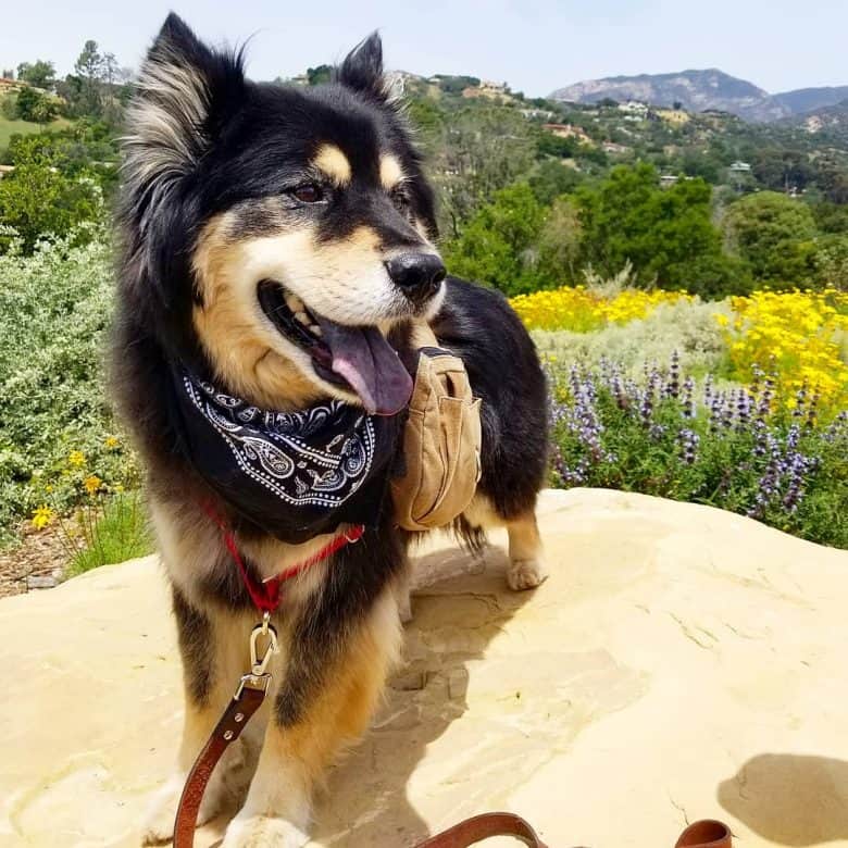 A black coated Chusky having an adventure outdoors
