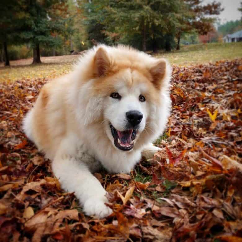 A Chusky playing in the dried up leaves during fall season