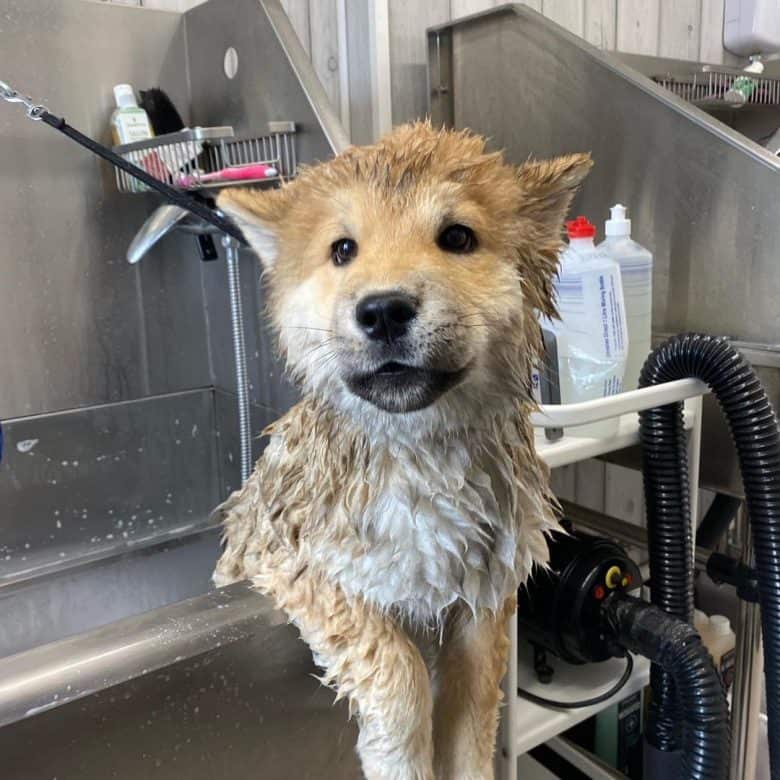 Regular grooming of Chusky dog