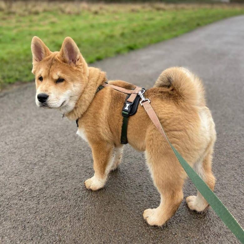 A Chusky on leash, ready for a walk