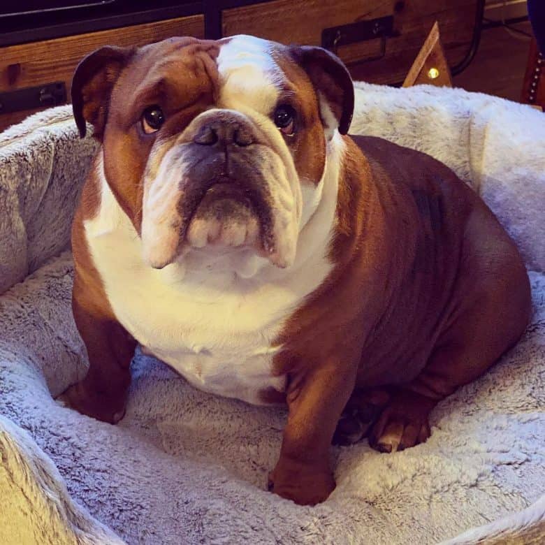 a Chubby English Bulldog sitting in a dog couch