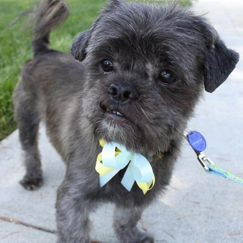 A close-up portrait of an Affen Tzu puppy