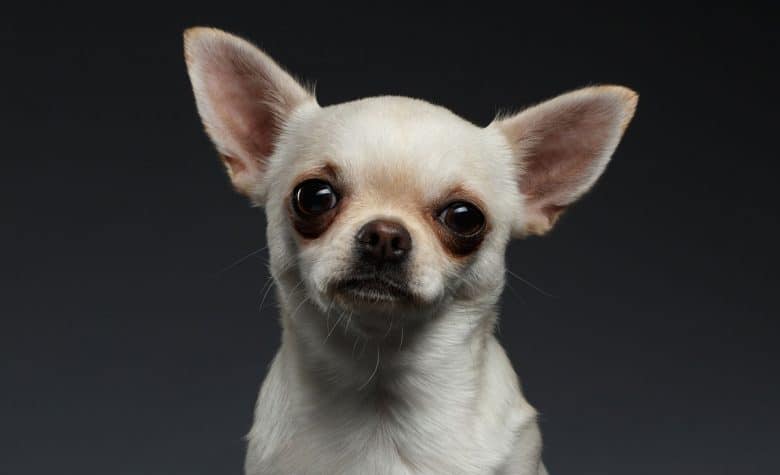 Chihuahua close-up portrait