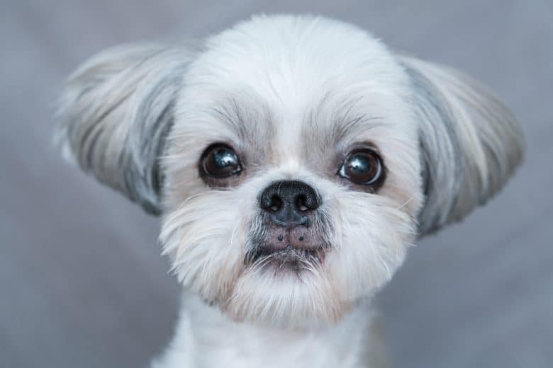 a close-up image of a Gray Shih Tzu