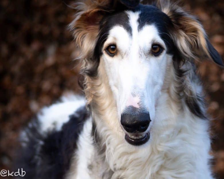A close-up image of a Borzoi face