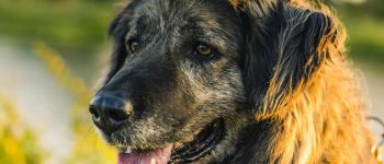 a Caucasian Shepherd dog close-up image during a sunset