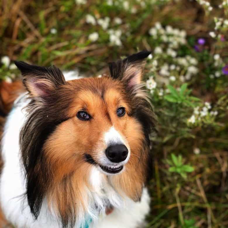 A close-up image of a Collie