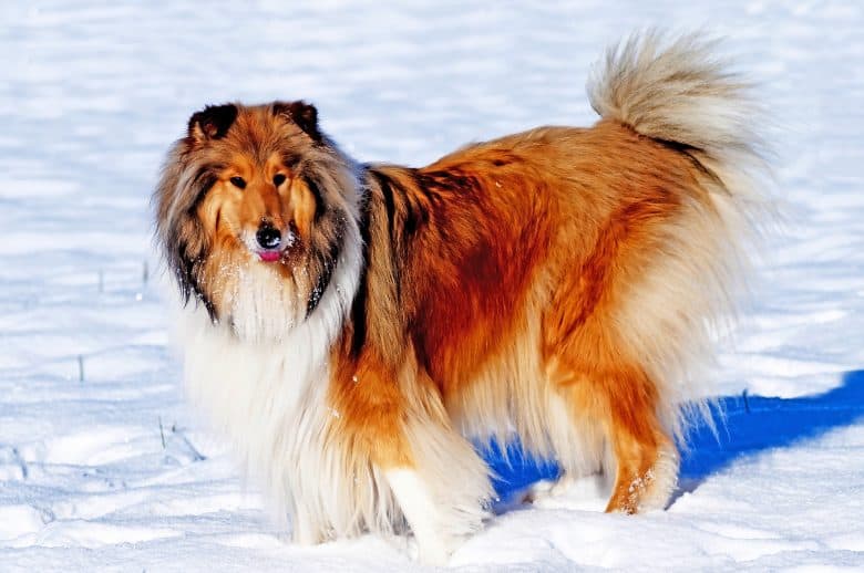 A close-up image of Collie standing on snow