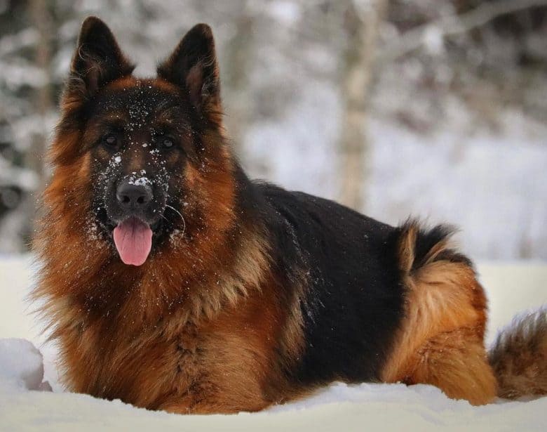 a close-up image of a German Shepherd with long coat