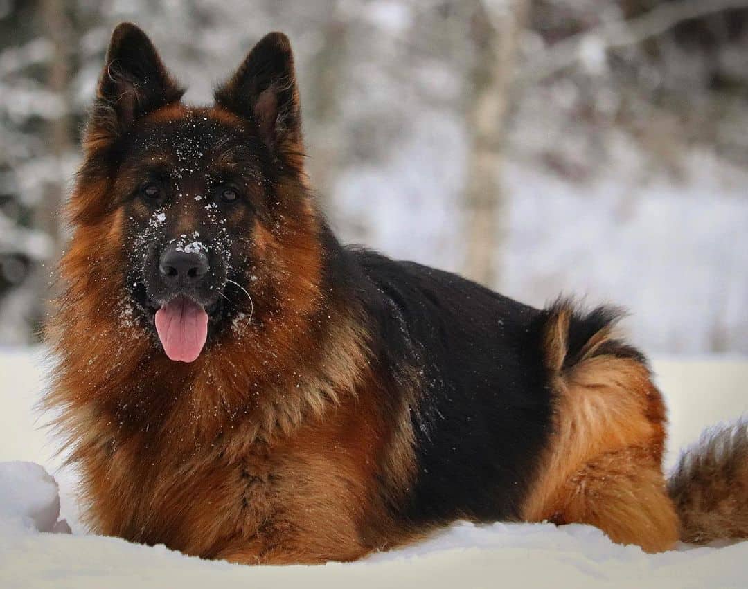 The Belgian Tervuren The Most Elegant of the Four Belgian Shepherd