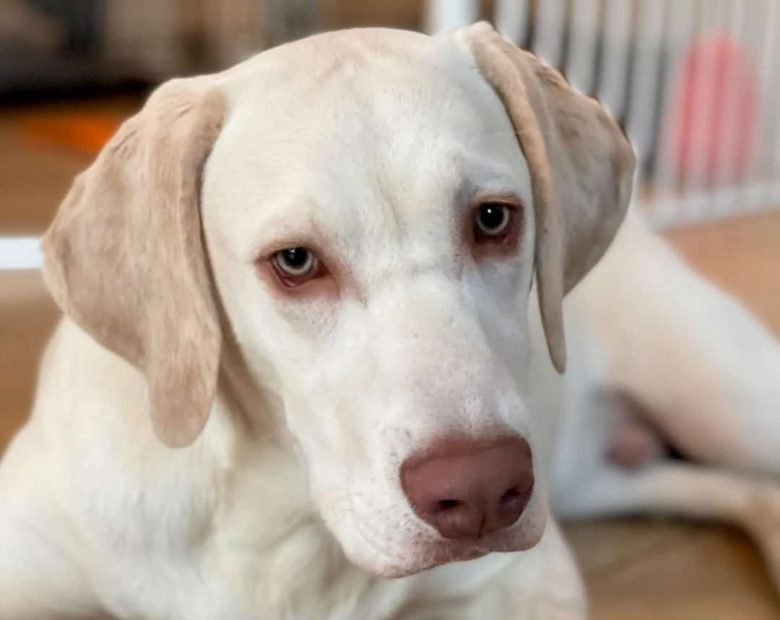 Close-up Portrait of Champagne Labrador Retriever dog