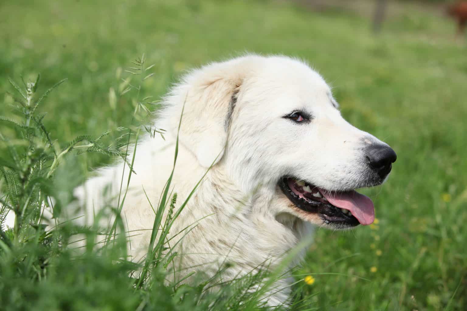The Great Pyrenees dog: The protector with a heart of gold - K9 Web
