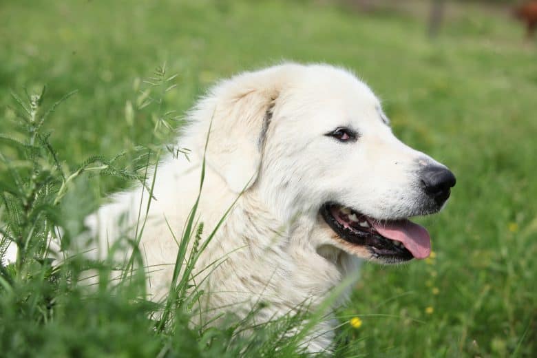 Close-up portrait of Great Pyrenees dog lying on the grass